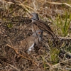  日本　湖北野鳥センター周辺の野鳥たち