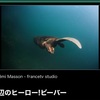 ビーバーの泳ぐ姿がかわいいThe way the beaver swims is cute
