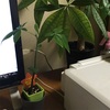 部屋の植物たち。近況。2016年秋分の日を終えて。