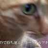 【猫動画】あなたの家を特定しまフギャー！早く出てきなフギャー！猫笛で敵猫まで呼び寄せる茶トラ１号（あほ）