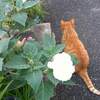 【大阪】7月の猫イベントと世界猫の日