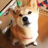 暖を取る犬