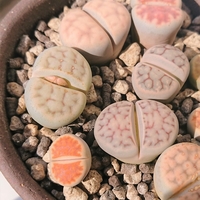 リトープスの花はいつ咲くの オリーブ好きレッサーパンダ