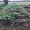 オルかな農園報告㉝～せっせと耕し、冬野菜植えました～