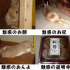 魅惑のくーちゃん