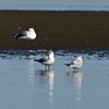ユリカモメとホウロクシギ