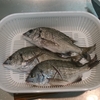 昼からチヌ釣り🎣