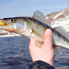 Walleye Fishing Tips