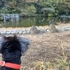 実家の犬