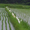 小雨の中のアマサギ