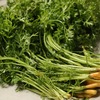 飛騨の夏野菜　『人参の葉』