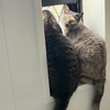 新しい猫のおもちゃ