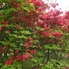 桜だけが見どころじゃないぞ！5月の赤城南面千本桜に行ってみた。