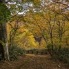 紅葉情報【泉ヶ岳、船形山】