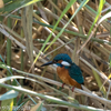 野鳥を探して、カワセミか？