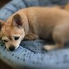 お互いに歳だなぁ。 愛犬の　　「クッシング症候群」(*_*;