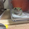 frogさん