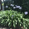 Agapanthus