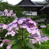 長久寺のアジサイ２０２２年（６月中旬～下旬）