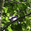 アゴヒゲスズドリ(Bearded Bellbird)