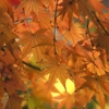 殿ヶ谷戸庭園を歩いて【紅葉】～写真散歩～2023/12月