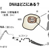 Y染色体から紐解く　チンギスハン＝源義経説