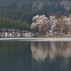 中子の桜～水面に桜映す～