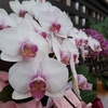 ららん藤岡のお花と似顔絵アーティスト