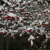 早くも、「春の雪」が降りました。