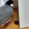 おちりはいいものです