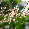 梅の花逆光写真