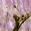 藤の花の名所へ写真を撮りに行ってきました【百毫寺と住吉神社】