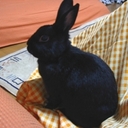モボうさぎ宿