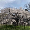 3月27日　上賀茂神社に桜を観にいく