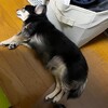 まろにー3644日目