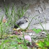 キセキレイ巣立ち雛　雨宿り