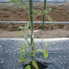 トマト 植え付けの深さ