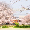 石手川沿いに咲く桜