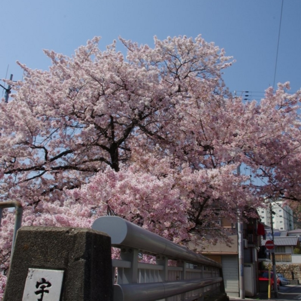 宇治川　桜