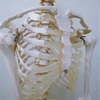 身体の使い方シリーズその118『含胸張背』を考える背中のアーチを下げる続編で胸骨を緩ませて腰椎前弯の腰痛予防や腰のアーチ形成にオススメです‼︎