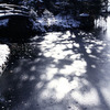 京都新聞写真コンテスト　大原野神社　鯉沢の池　薄氷