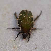 カナブンとは 動植物の人気 最新記事を集めました はてな
