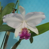 Cattleya lueddemanniana fma. coerulea  'Lyra' 