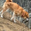 老犬ホームあん｜新人さん コムギ^^