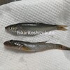 ＊2023.11 魚釣り｜今年の我が家のブームは海釣り。面白いくらいに釣れませんが、それも楽しめるようになりたい(;´∀｀)＊