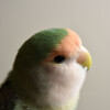 「ポートレートがすきだ(2016)」蔵出し！インコのおとちゃん