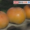 甘くて大きい！宇城市で太秋柿の収穫最盛期【熊本】