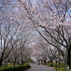 さくら荘と延命寺の桜