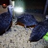 七面鳥の飼育　生後6週