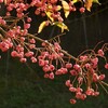 私を生かした聖句（4）フィリピの信徒への手紙 4章19節